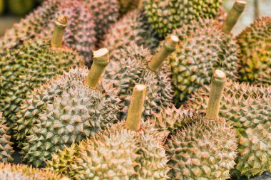 Durians, Tayland ünlü meyve