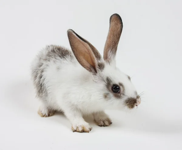 귀여운 회색 토끼 — 스톡 사진