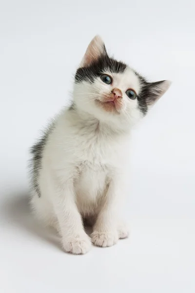 Carino gattino su bianco — Foto Stock