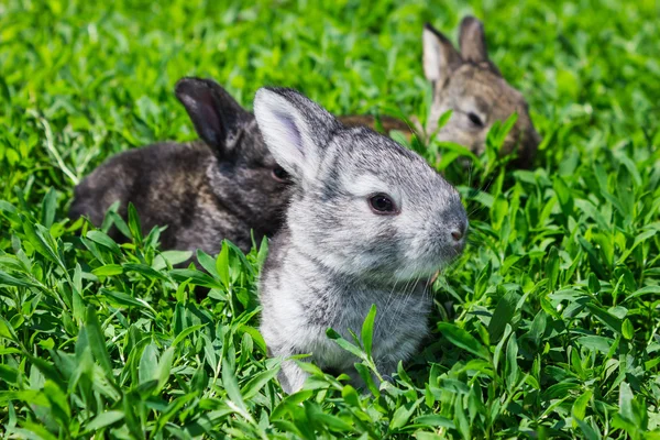 Coelhos cinzentos no gramado — Fotografia de Stock