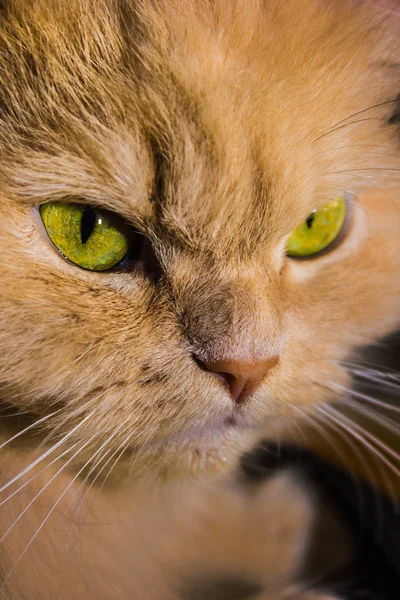 Zlobí červená kočka — Stock fotografie