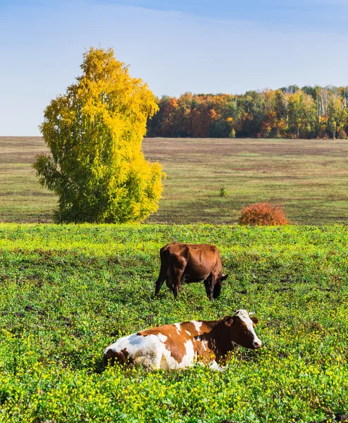 Kühe grasen auf der grünen Wiese — Stockfoto