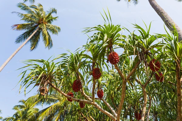 Pandanus tectorius na Koh Chang — Stock fotografie