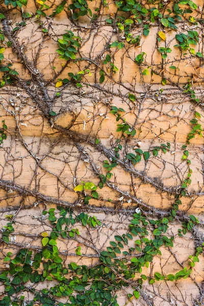 Plants on wall pattern — Stock Photo, Image