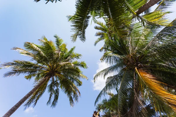 Hermosos árboles tropicales — Foto de Stock