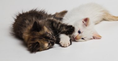 İki güzel yavru kedi