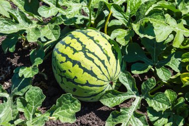 Karpuz kavun yeşil alan üzerinde
