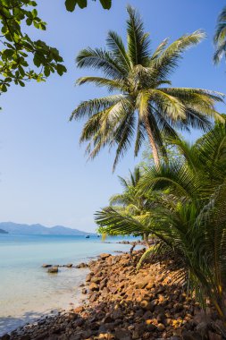 Güzel tropikal plaj