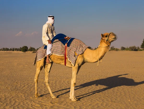 Arabisch Met Kameel Woestijn Tijdens Zonnige Dag — Stockfoto