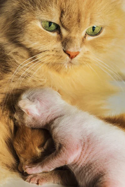 Kot i mały kotek — Zdjęcie stockowe