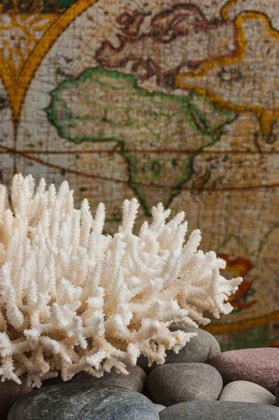 Weiße Korallen auf Steinen — Stockfoto