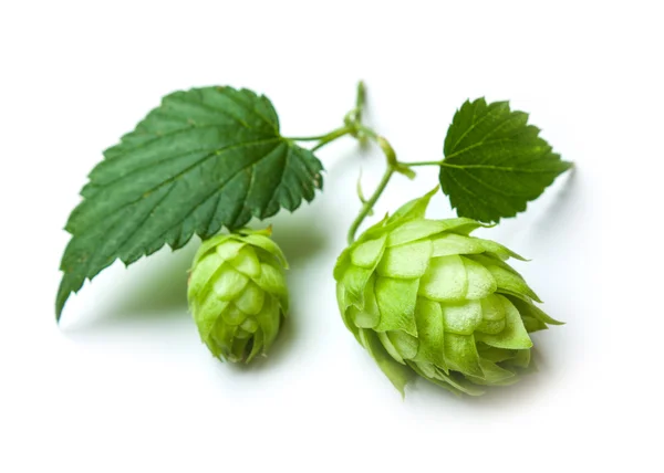 Green hops on a white — Stock Photo, Image