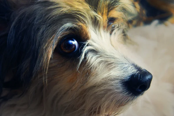 Nazikçe gözlü sevimli köpek — Stok fotoğraf