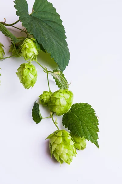Green hops on a white — Stock Photo, Image
