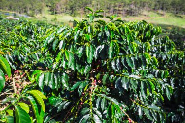 Kahve çekirdekleri olgunlaşma 