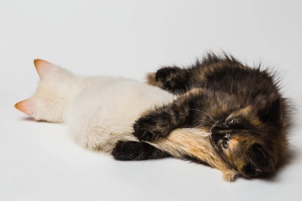 Two small beautiful kittens — Stock Photo, Image