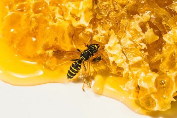 Pieces of honeycomb with wasp — Stock Photo, Image