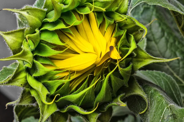 Nahaufnahme von frischen Sonnenblumen — Stockfoto