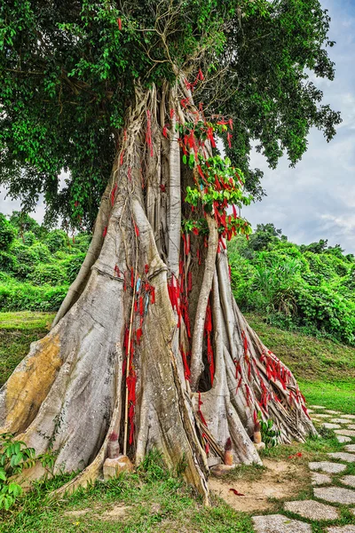 Arbre avec rubans colorés — Photo