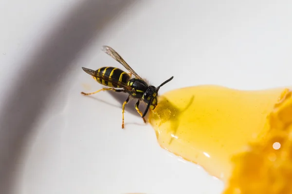 Vespa rubare miele dal piatto — Foto Stock