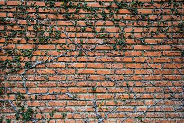 Bricks wall with leaves — Stock Photo, Image