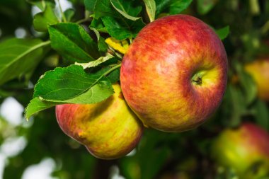 Ağaçtaki kırmızı elmalar