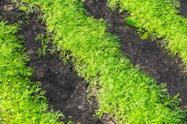 Plantes d'aneth vert poussant sur le lit — Photo