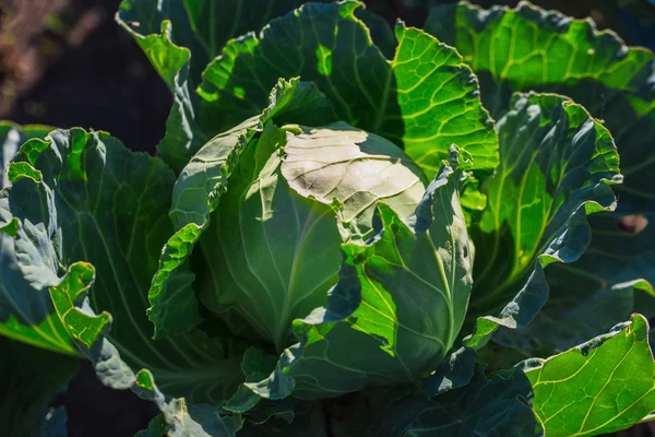 Fresh cabbage in vegetable garden — Stock Photo, Image