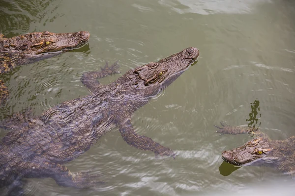 Farma krokodyli w Dalat. — Zdjęcie stockowe