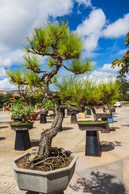 Bonsai çiçek Park