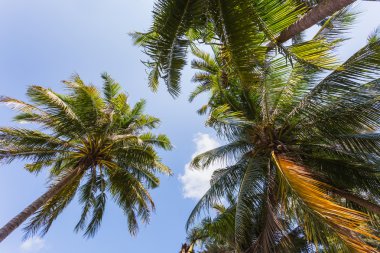 Güzel tropik ada Koh Chang 