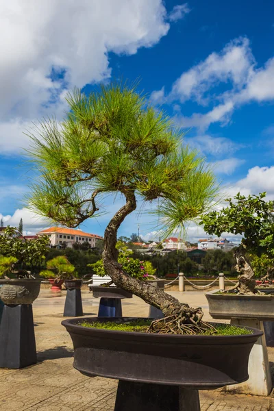 Bonsai nel parco dei fiori — Foto Stock