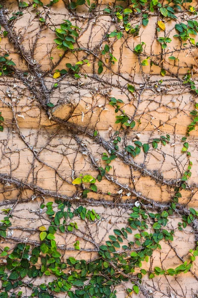 Vlechten van planten op de muur. — Stockfoto