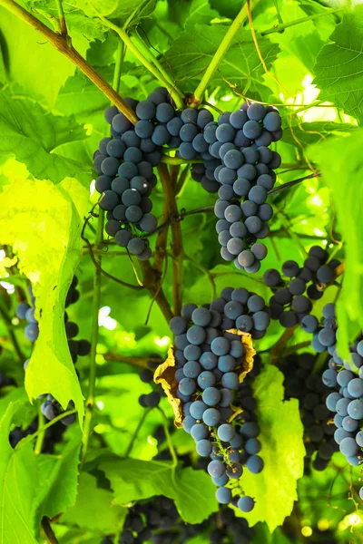 Grappes mûres de raisins rouges doux — Photo