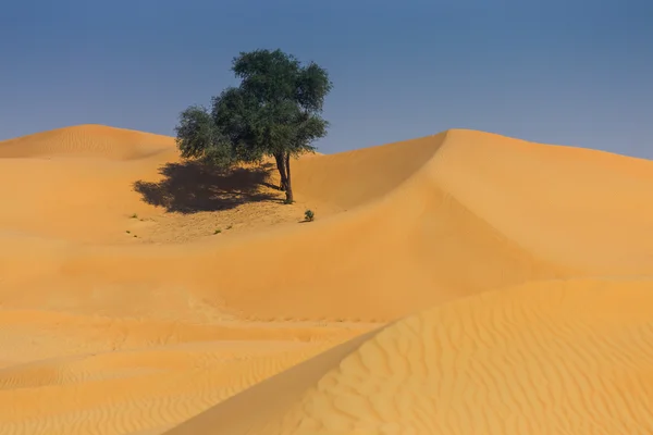 Deserto árabe em dia ensolarado — Fotografia de Stock