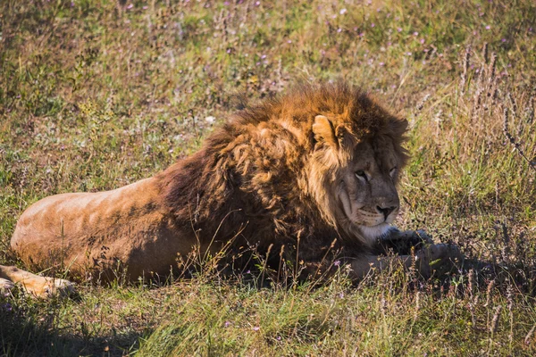 Lejon stolthet i naturen — Stockfoto