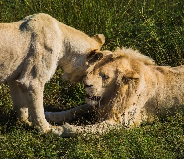 Orgulho leão na natureza — Fotografia de Stock