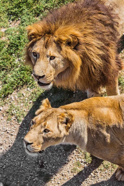 Lejon stolthet i naturen — Stockfoto