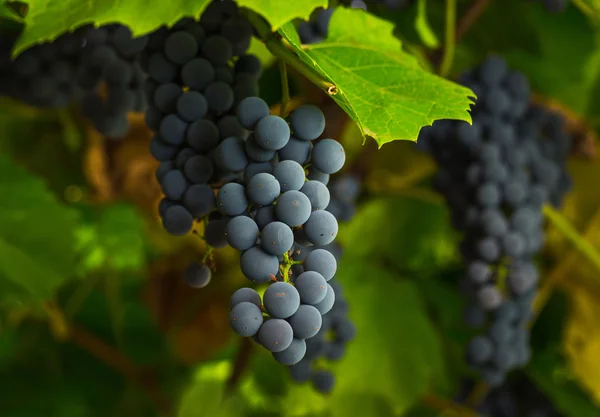 Süße rote Trauben — Stockfoto