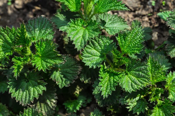 Young shoots of nettle — Stock Photo, Image