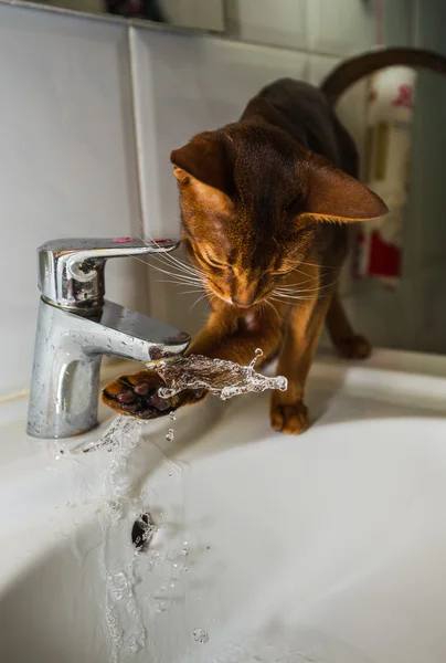 Abyssinian cat drinks water — Stock Photo, Image