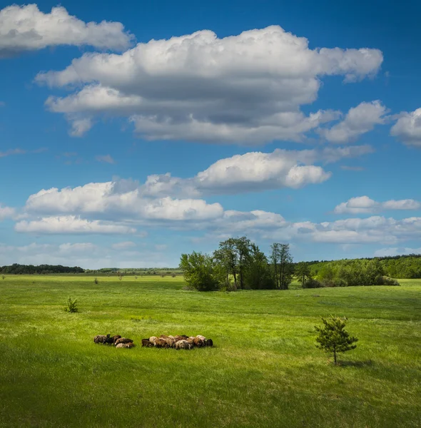 Hjorden av får på härligt berg äng — Stockfoto