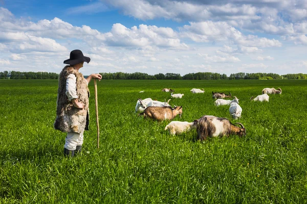 Shepherd and goats  on  meadow — Stock Photo, Image