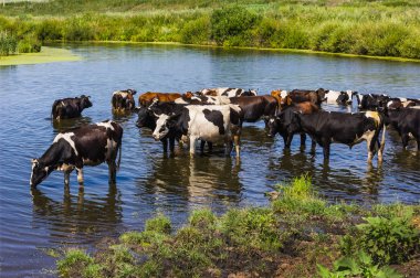 İnekler Nehri zorla okumak.