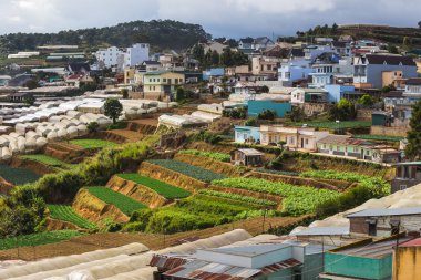 Vietnam sebze alanları