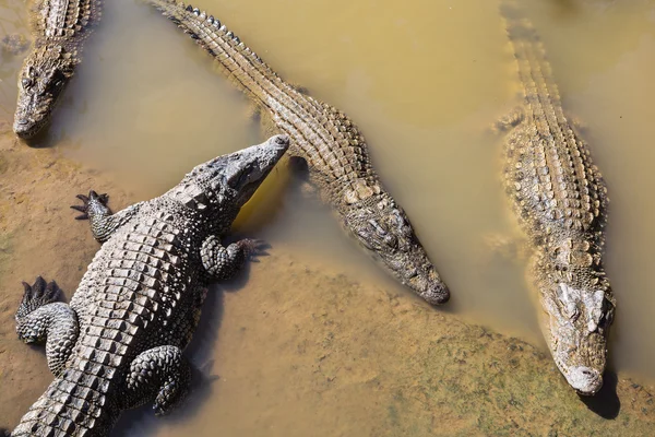 Crocodiles on the farm in Dalat — Stock Photo, Image