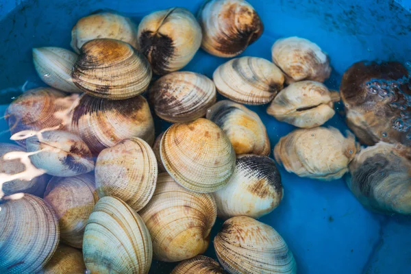 Fresh seafood in the market — Stock Photo, Image