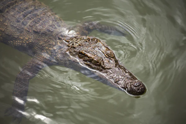 Crocodile dans l'eau à la ferme — Photo