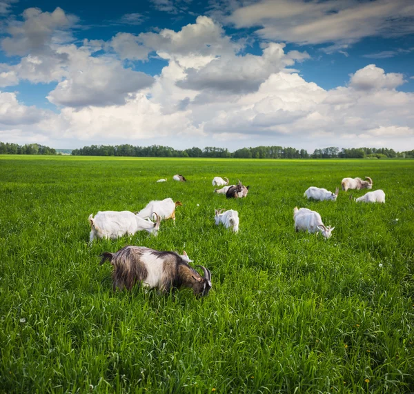 Κατσίκες σε ένα πράσινο λιβάδι — Φωτογραφία Αρχείου