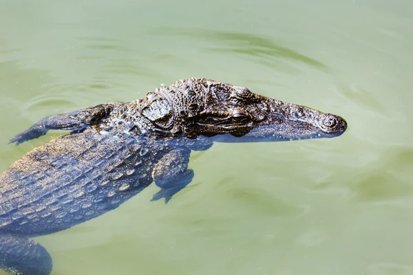Ferma de crocodil din Dalat . — Fotografie, imagine de stoc